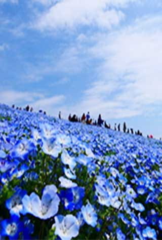 Ibaraki Northern Region