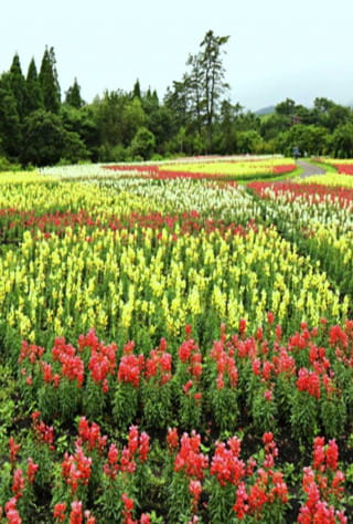 Takeda, Okubungo areas