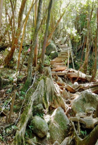 Tane, Yaku, Toshima areas