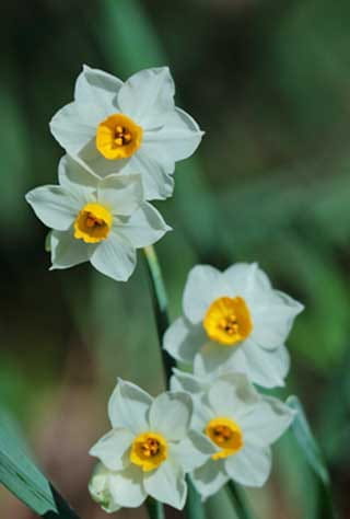 Sabae, Takefu, Echizen Coastal Region