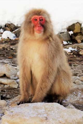 Mutsu, Shimokita Region