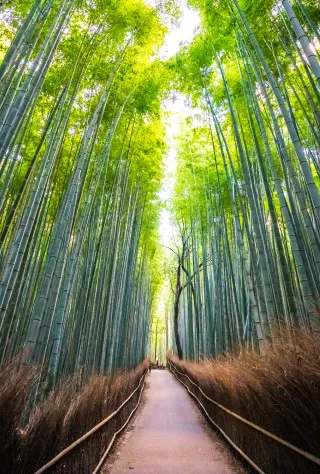 Arashiyama & Kitano