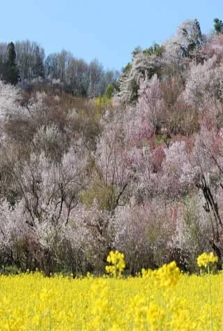 Fukushima Northern Region