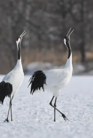 Kushiro & Hokkaido East