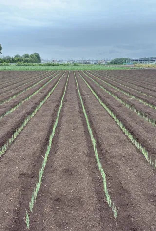 Kumagaya