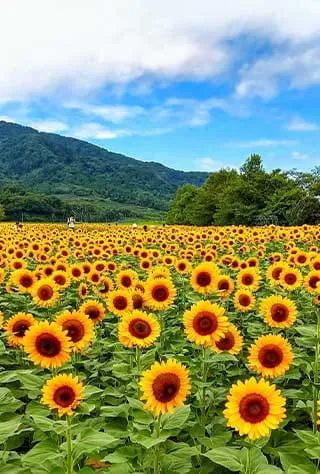 Niigata, Aga