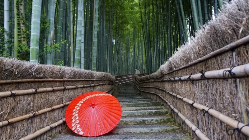 Wakamurasaki