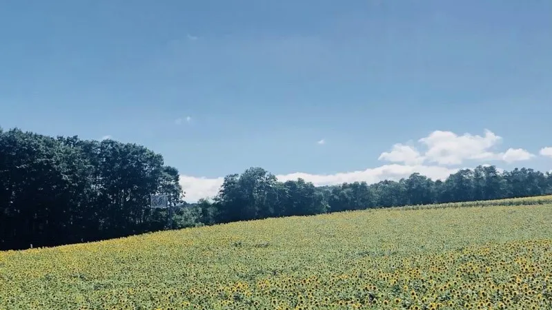 北流町向日葵村（北流町）