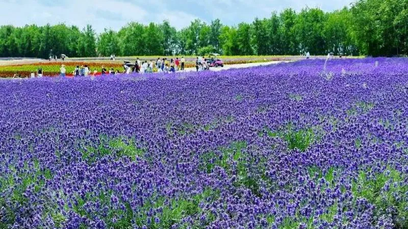 Furano