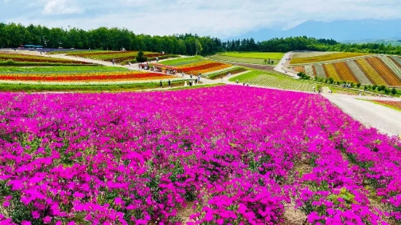 Biei (Western region of Hokkaido, inc. Niigata, Toyama, Ishikawa and Fukui prefectures)
