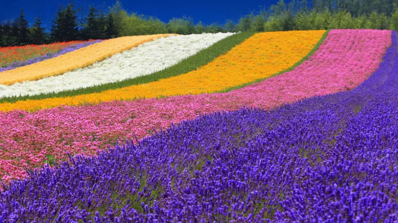 Farm Tomita