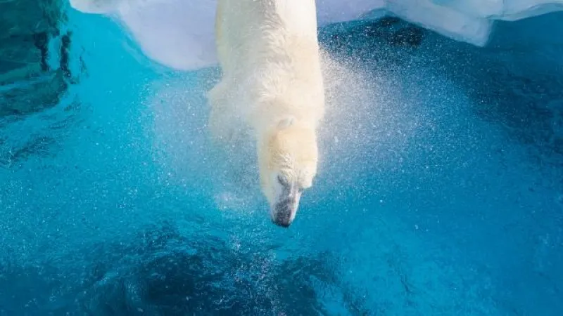 Asahiyama Zoo