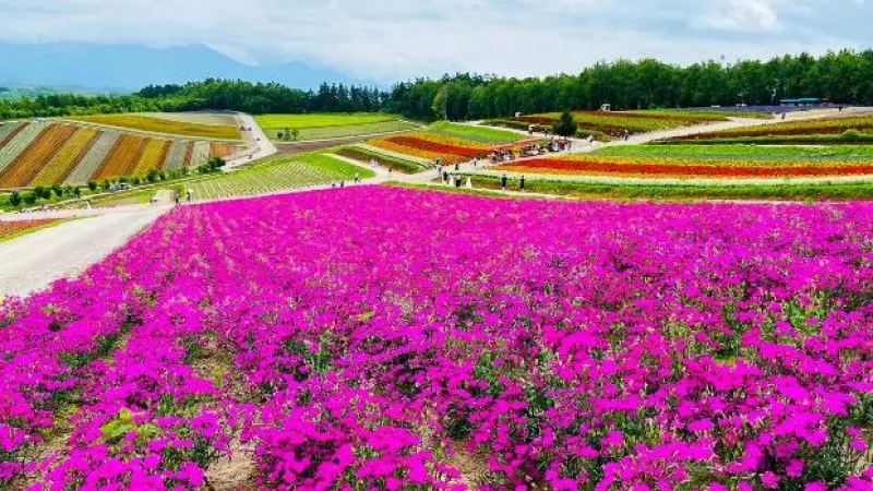 Hill of Four Seasonal Colors