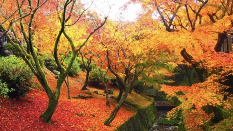 Tofukuji Temple