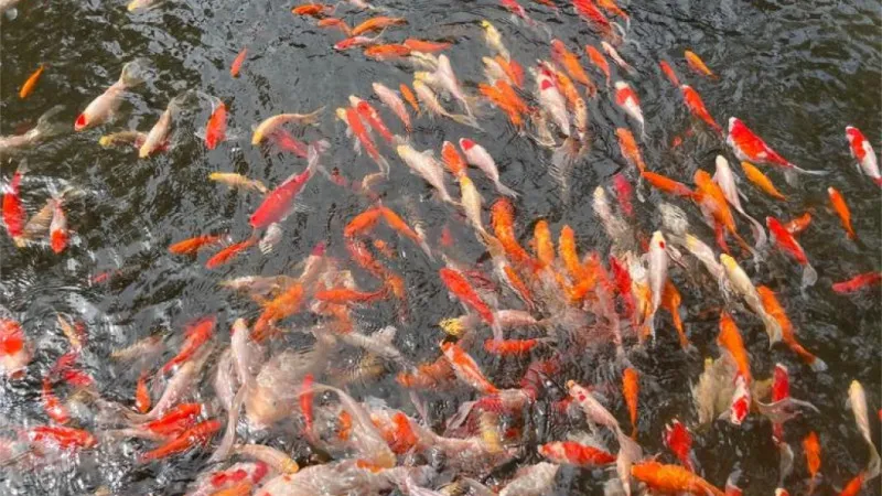 您可以在这里邂逅许多鲤鱼。「Koi Koi Street」
