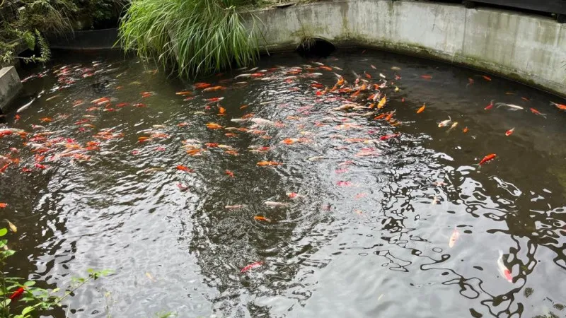摘要