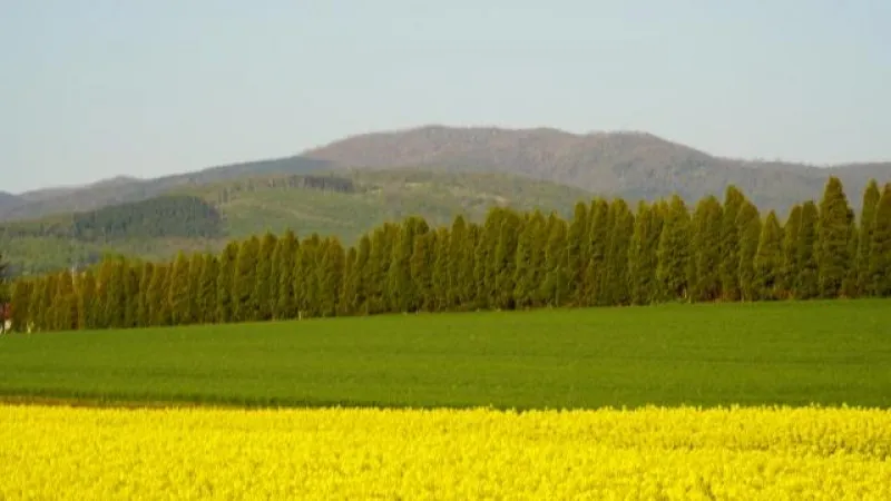 Takikawa rape blossoms field