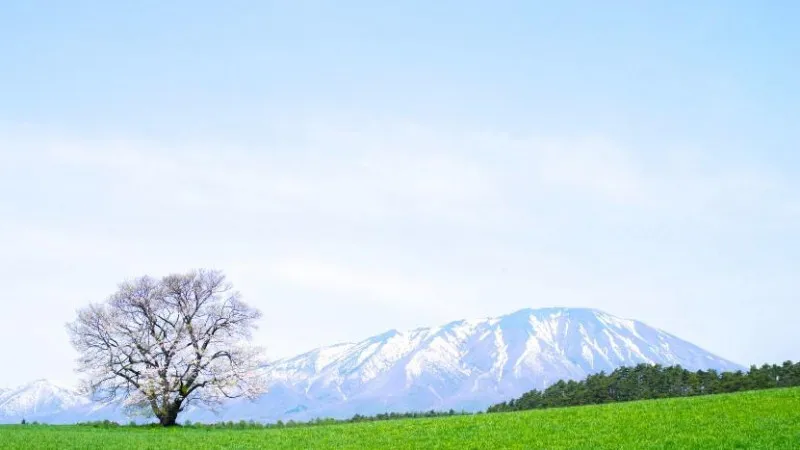 小岩井農場