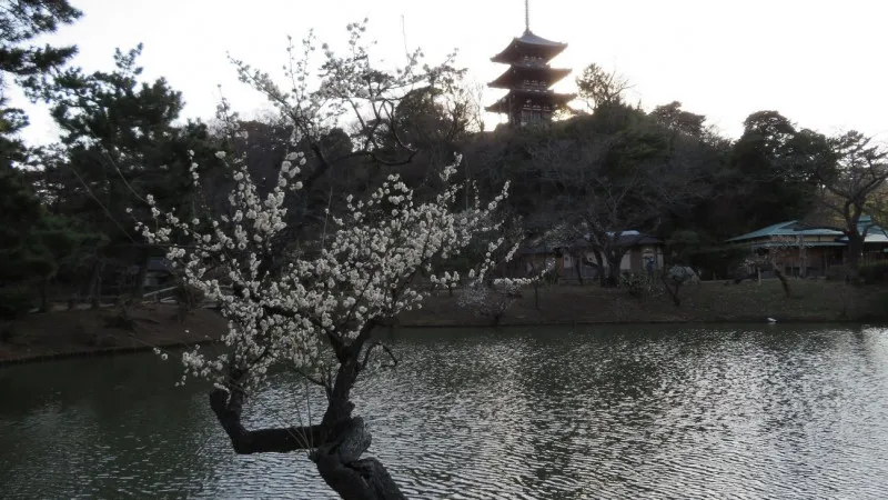 歴史的な建造物が彩られる三溪園