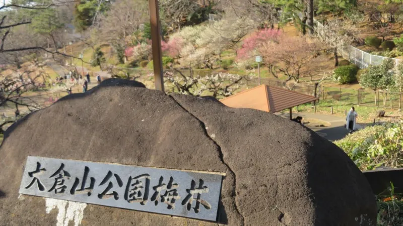 「淡路枝垂」と「白滝枝垂」が中央で寄り添う大倉山公園