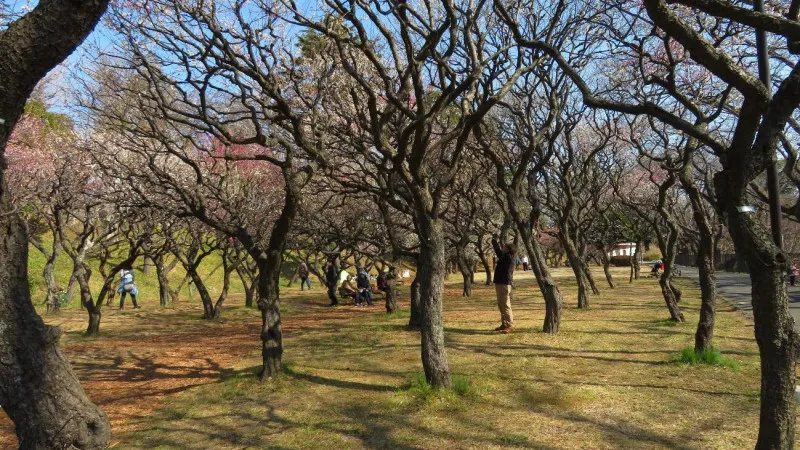 梅に加えて河津桜が楽しめる保土ヶ谷公園