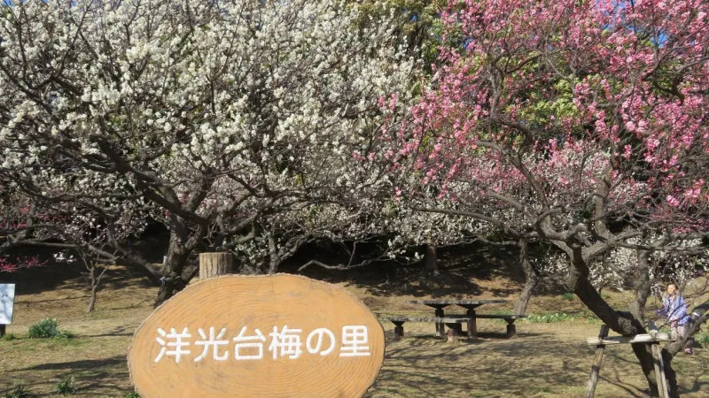 洋光台誕生の記念事業で梅が植樹される洋光台西公園