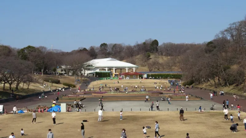 梅の花が斜面で立体的に折り重なるこどもの国