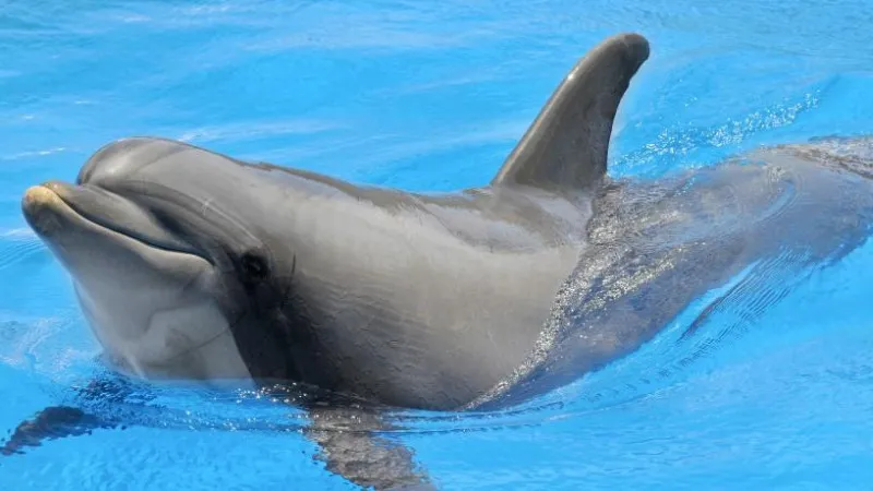 Dolphin Farm Auto Camp