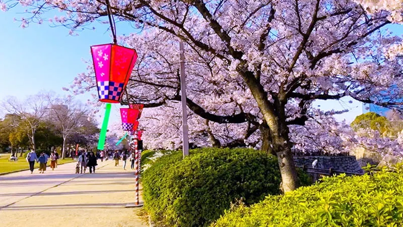 約3,000本の桜の木