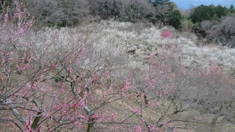 일본 100대 명산 중 하나로 꼽히는 츠쿠바산