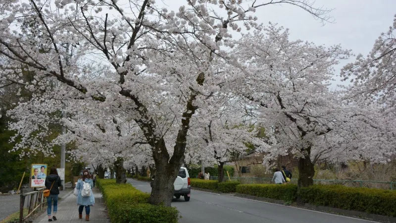 Nagatoro, where you can enjoy cherry blossom viewing for a long period of time from late March to late April every year.