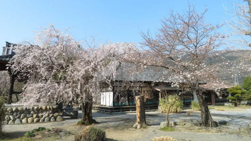 Peaks around late March at Dokoji Temple, Ote Cherry Blossom, and Hozenji Temple.