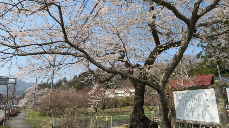 A major Edohigan cherry tree estimated to be over 200 years old.