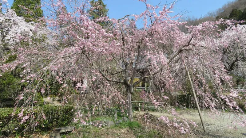 "Hozenji Temple, where the cherry blossoms, nicknamed "Yida no Sakura" ", "and "Yida no Sakura" ", are in bloom.