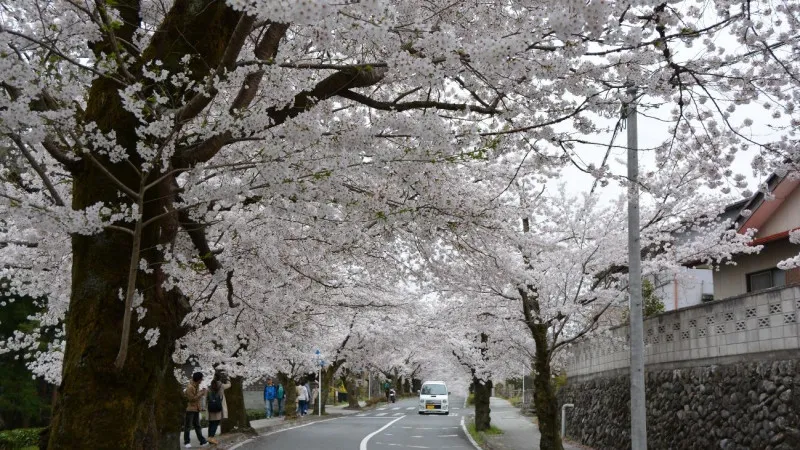 Around 400 cherry trees line both sides of the 2.5-kilometer street, Kita Sakura Dori.