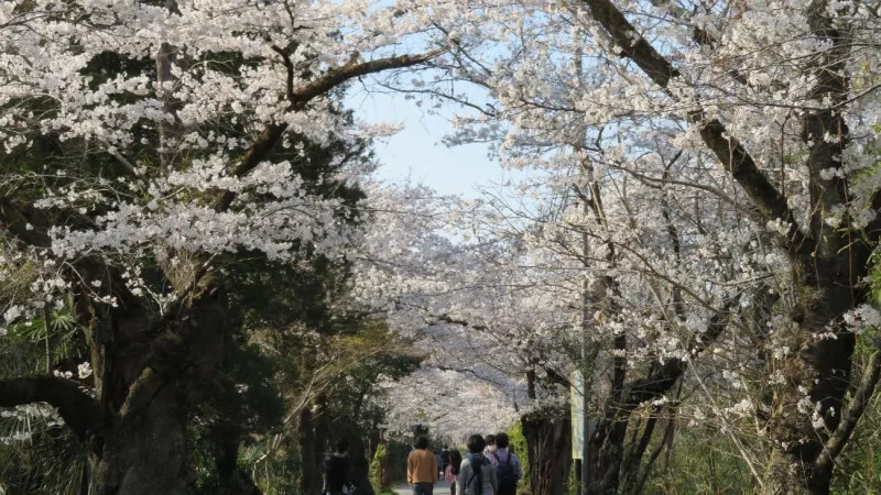 Minami Sakura Dori, a 1.5-kilometer street lined with around 200 cherry trees on both sides.