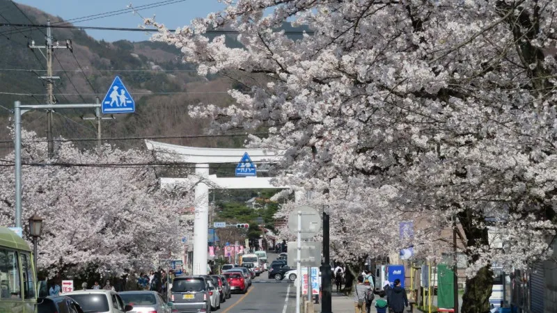 Approach to Hodosan Shrine where two torii gates are completely covered with cherry blossoms