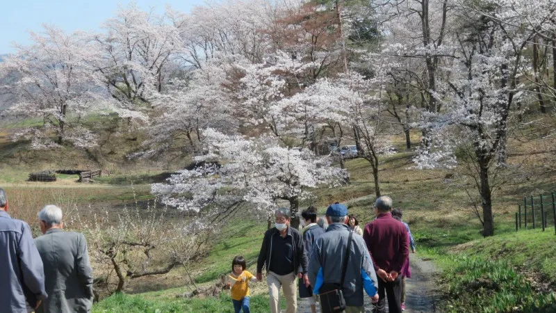 "Small No-Do Mountain, nicknamed "Cherry Blossom Village "