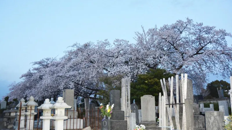 かつての伊藤家住宅に隣接する染井霊園