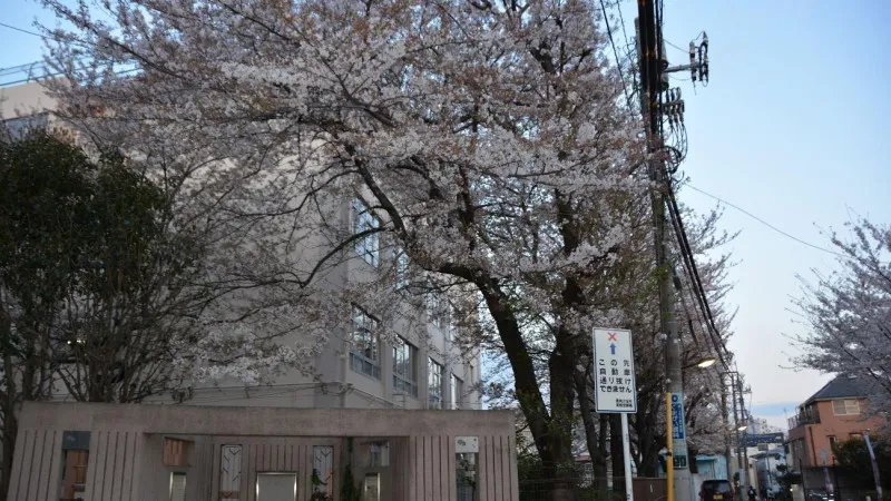 駒込小学校の校庭で育つシンボルの「駒桜」が豊島区の開花標準木