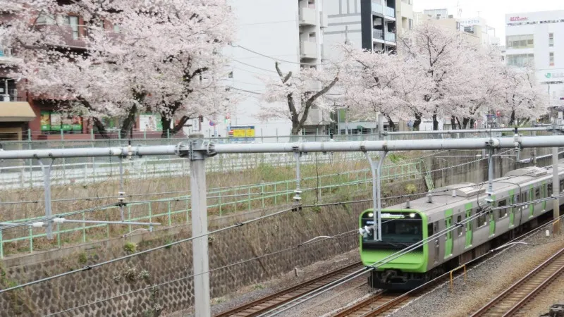 JR山手線の線路沿いに繋がる「すがも桜並木通り」