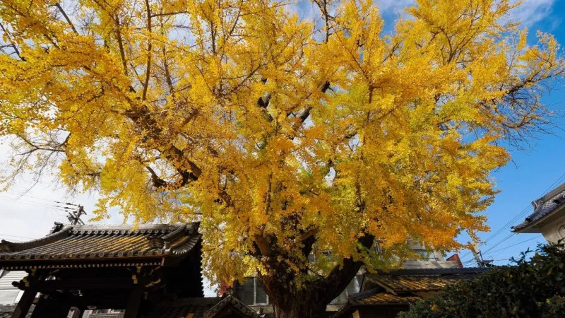 Nanzong Temple