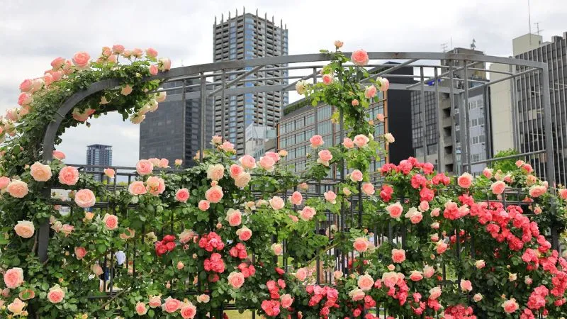 Nakanoshima Rose Garden