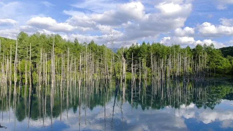  北海道　美瑛の青い池