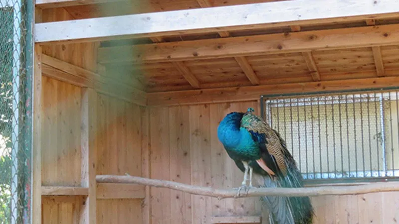 Peacocks being carefully cared for in the precincts of the temple