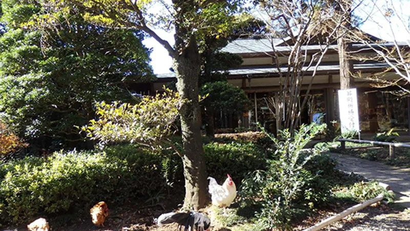 peafowl (inc. the male peacock, female peahen, and young peachick)