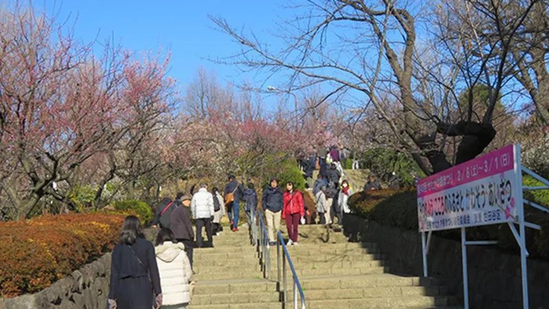 세타가야구의 매화 언덕을 물들이는 하네기 공원!