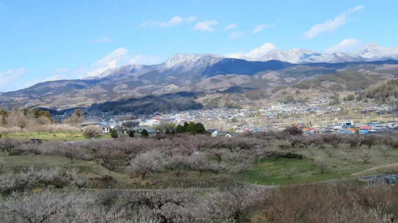 榛名梅林（高崎市）