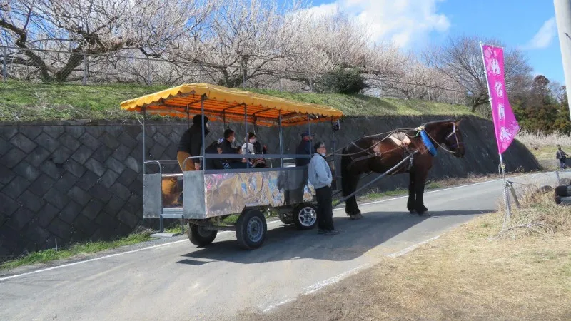 トテ馬車に乗車して疲れることなく左右に流れる梅の花を観賞