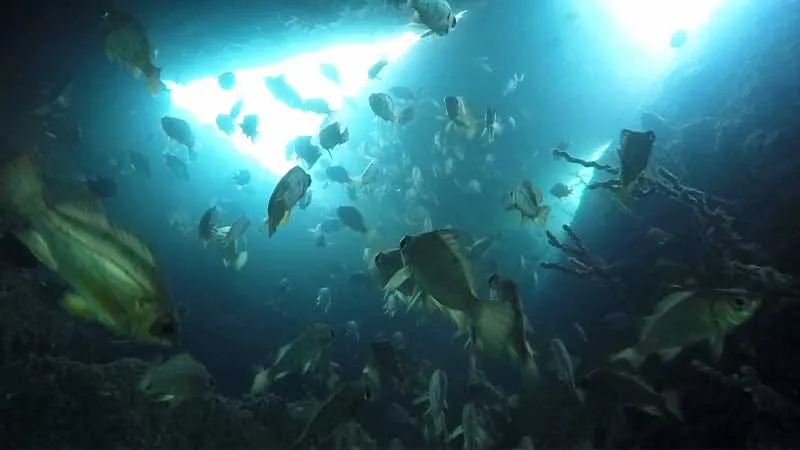 This diving experience